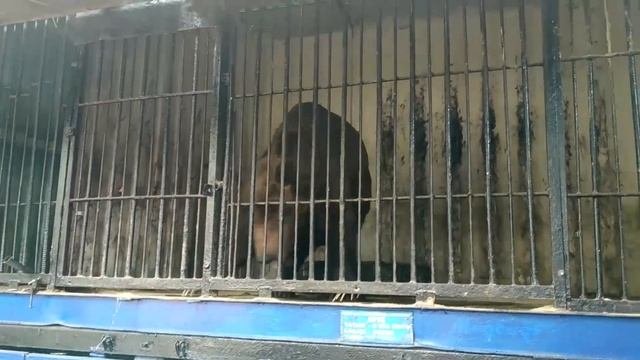 🐼Ариша с папой в Зоопарке 🐯| 🐶Веселые истории принцессы Ариши 🦁