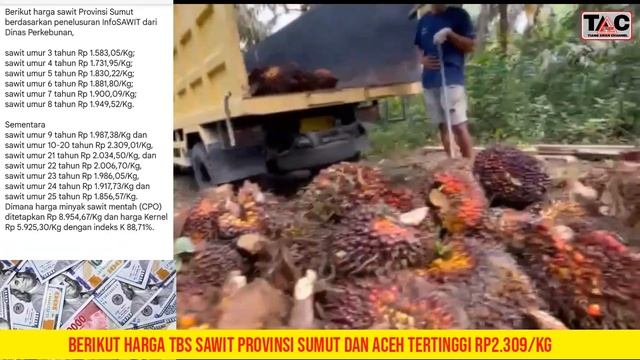 HARGA SAWIT PROVINSI SUMUT DAN ACEH TERTINGGI Rp2.309/Kg #sawit #petani #viral