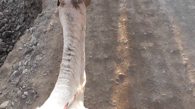 Dahab. Egypt. Египет 2014 Поездка на верблюде.