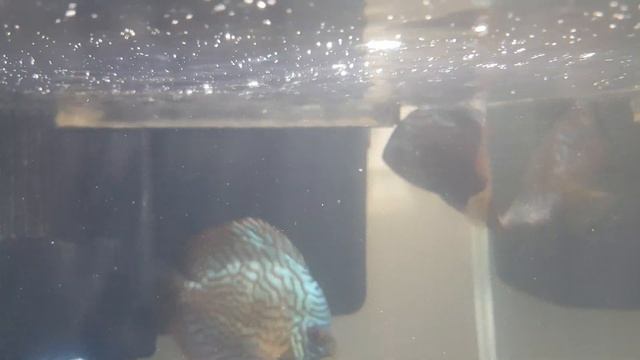 Whirling discus fish