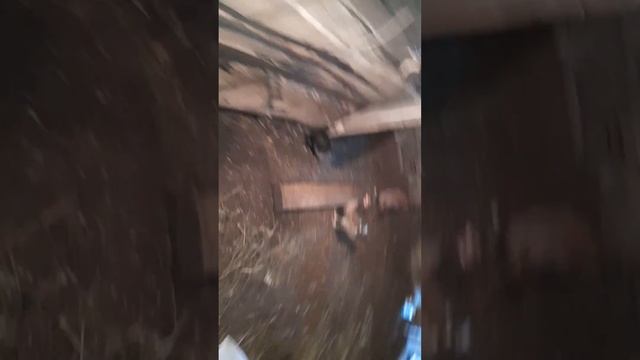 Утреннее кормление 🐔 🐓 🦆 🐇 Выпустил птицу в выгул🐓🐔🦆