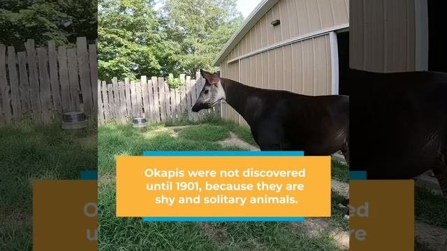 Species Spotlight: Okapi