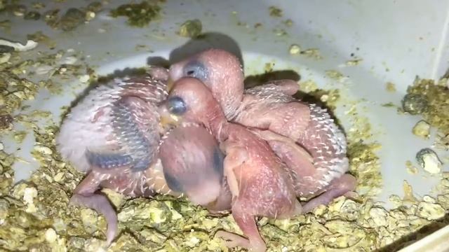 Baby Budgie/Parakeet Chicks(Lil Keekee And Bugles)(Day 9)(Волнистых попугаев)