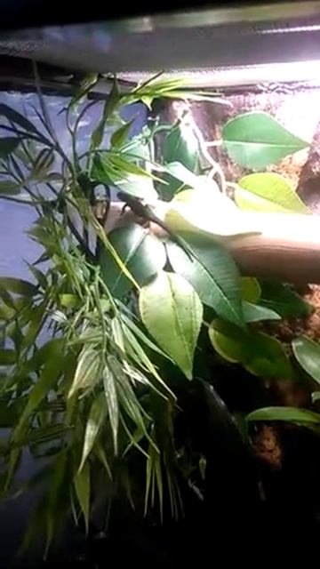 Lygodactylus williamsi eating fruit fly