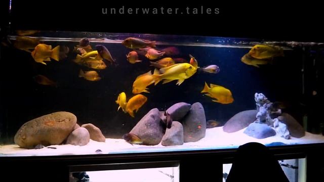 wildcaught tank | 700lt | Petrochromis, Tropheus, Eretmodus