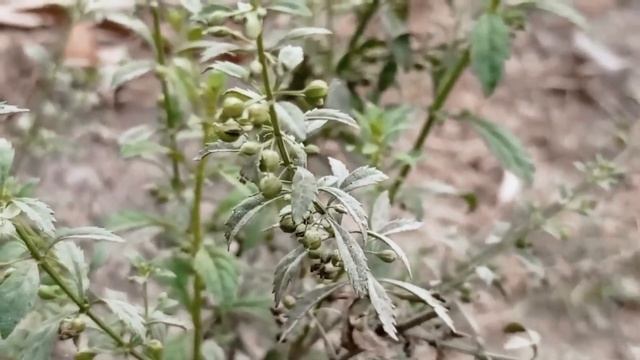 Review Of beautiful Scoparia Dulcis plant in front of my neighbours house