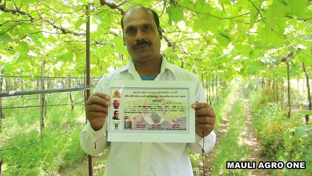 सेंद्रिय द्राक्ष कशी तयार करतात याची माहिती? नैसर्गिक द्राक्ष कशी पिकवावी?