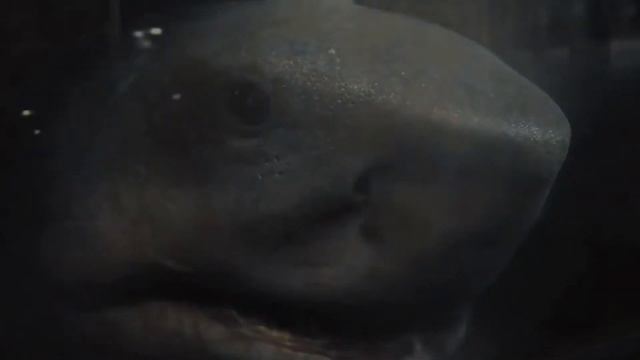 Shark Lofi