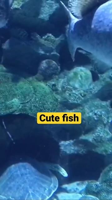 Cute fish and turtle swimming in the aquarium | TrangUK #shorts