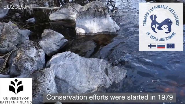 Kirsi talks about the Saimaa ringed seals