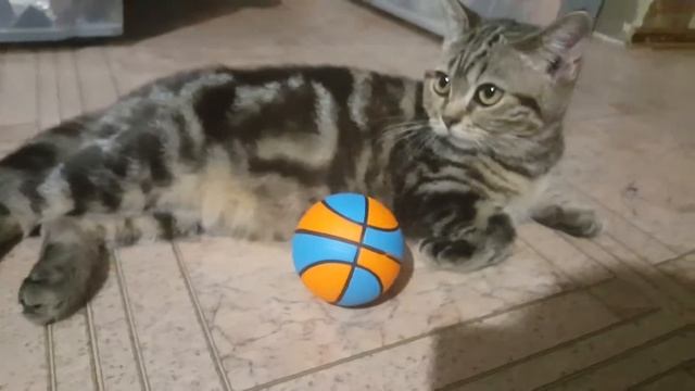Кошка играет с мячиком