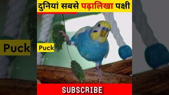 दुनियां सबसे पढ़ालिखा पक्षी | #shorts | Duniyan K Facts 17