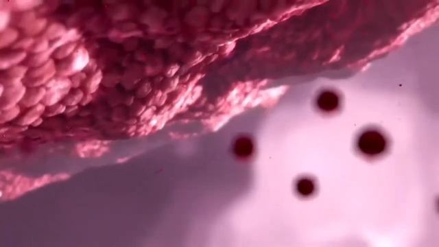 Lena Katina - Virus (Tradução🇧🇷)