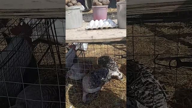 Птицы в ассортименте. 🐔🐤🐓. 22.04.2023. Иркутск.