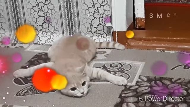 Забавный кот