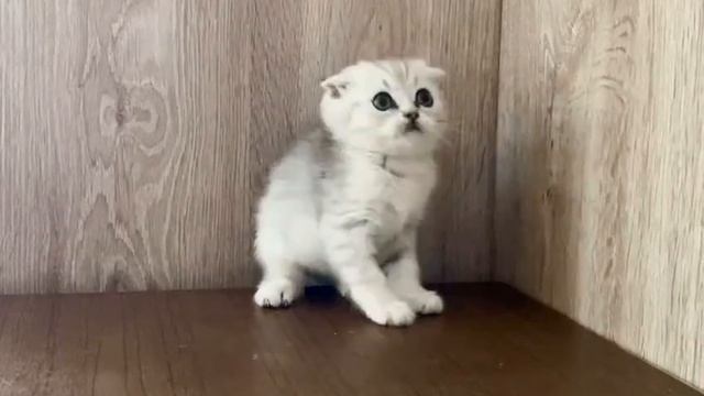 шотландская серебристая шиншилла