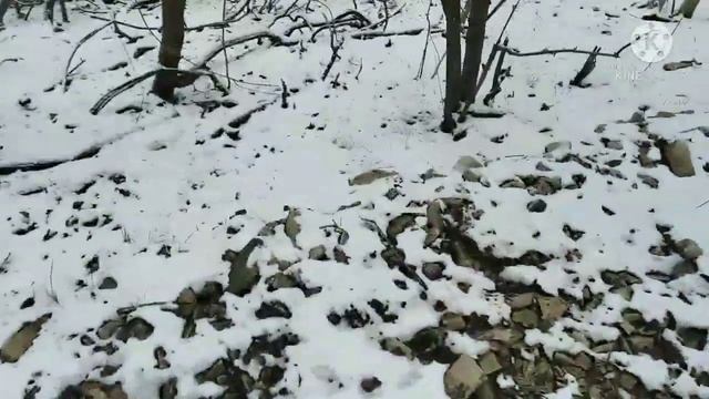 Заячьи следы по последнему снегу, март 2021.