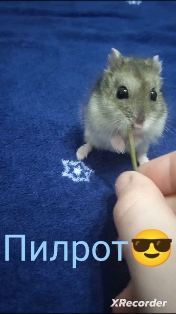 ИТС МАЙ Превью