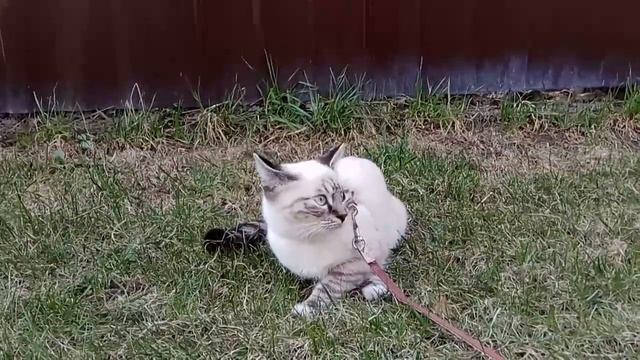 Видео о кошке