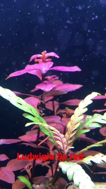 Ludwigia sp red #aquariumfish #aquascape #aquarium