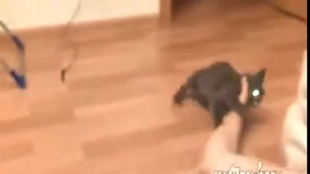 Котенок - смешной и настырный...))))))))