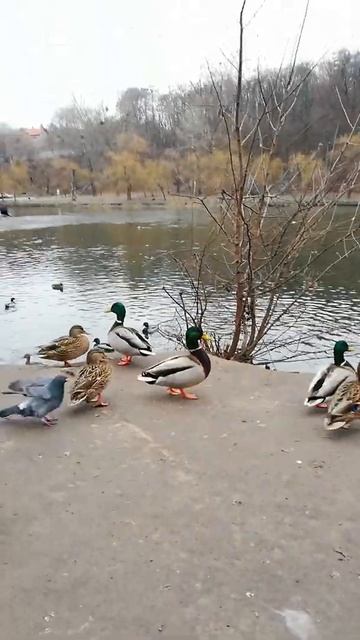 Утки и голуби на озере в Голосеевском парке. Киев. 12.01.21.
