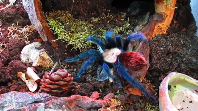 Brachypelma albiceps vs grosse Wüstenheuschrecke