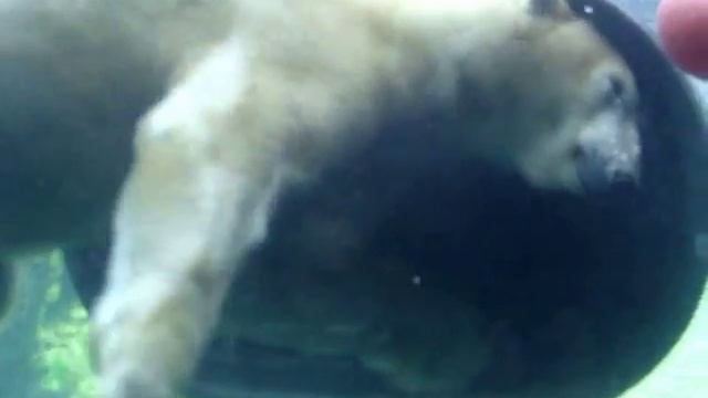Armin van Buren - In and Out of Love(polar bear)
