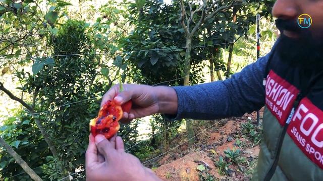 വട്ടവടയിലെ മര തക്കാളി | Mara thakkali | Kaattu Thakkali | Vattavada Marathakkali |Tree Tomato വട്ടവ