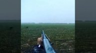 Зайчик добыт в поле