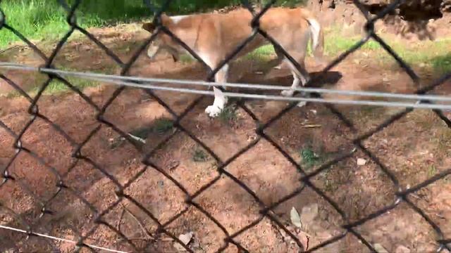 【Caversham Wildlife Park】ディンゴ　Dingo