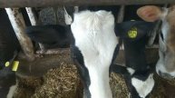 CALF ki growth, mineral mixture, silage, straw, future of DAIRY