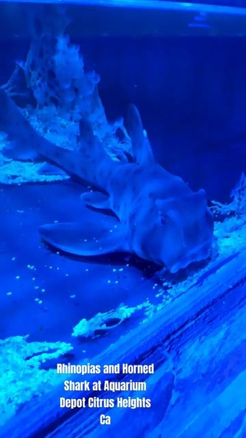 Rhinopias and Horned Shark at Aquarium Depot Citrus Heights CA #saltwater #sharks #unusual #fish