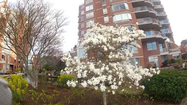 Star Magnolia tree full bloom late March in Victoria, BC