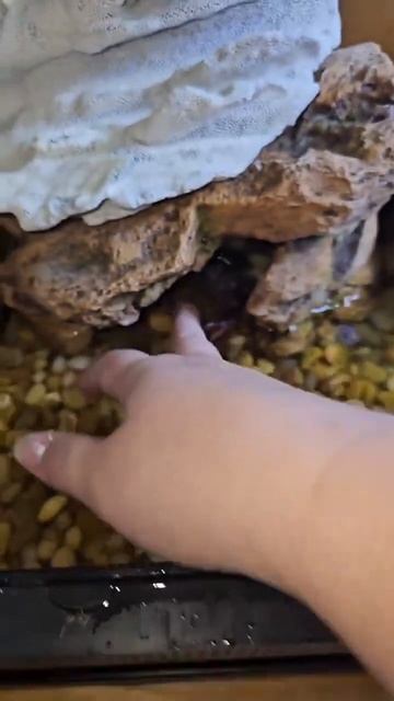 Фиолетовый краб🦀