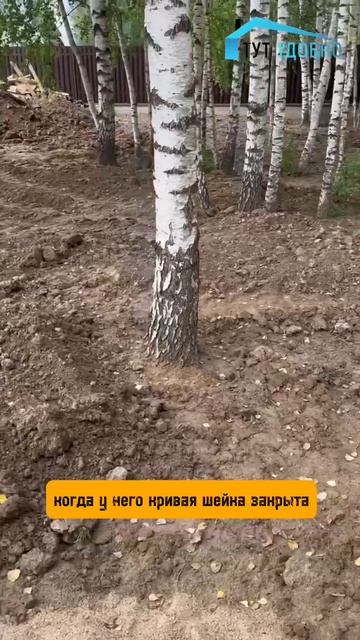 Не делайте так, если хотите сохранить деревья! тутудобно.рф #благоустройство #водоснабжение