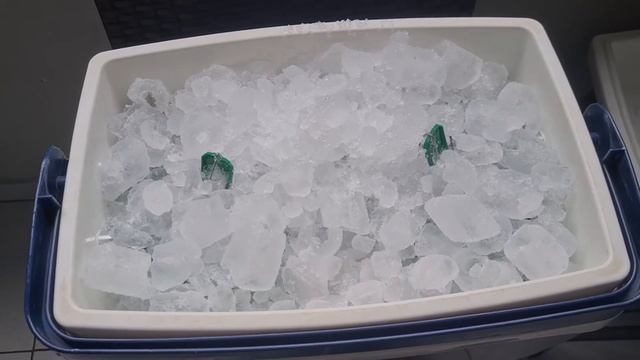 Como fazer uma chopeira Heineken do jeito certo, aproveitando o baril todo e sem desperdício!!!