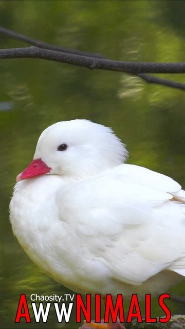 🤗 #AwwNIMALS - White Duck 💕