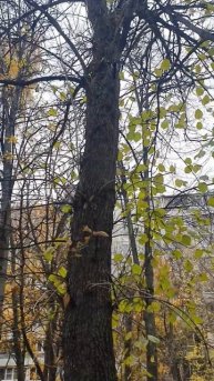занимательная орнитология Москва/entertaining ornithology Moscow October 2022 woodpecker#shorts