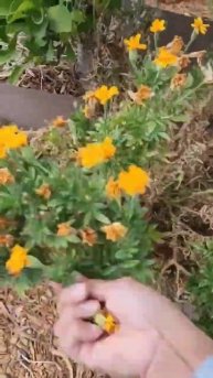 Collecting Marigold Seeds! #gardening #gardeningtips #marigold #marigoldflower #collectingseeds ❤️❤
