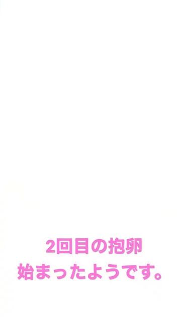 【巣全壊からの復活】新築巣にて2回目の抱卵確認　ツバメ観察　第2期目