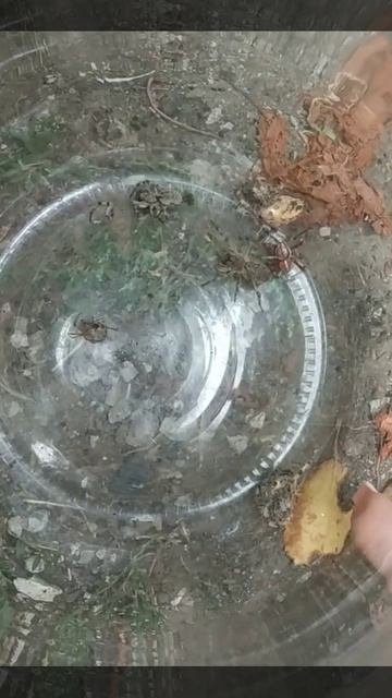 Ужас Тарантул...