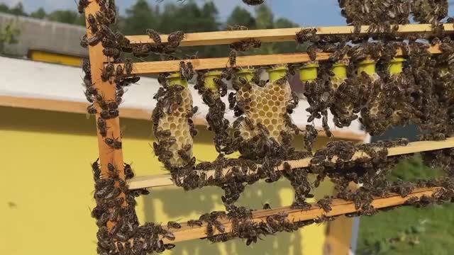 Медовые маточники