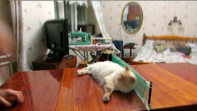 Мотя и теннис