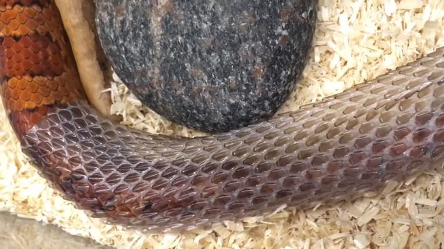 Pantherophis Guttatus