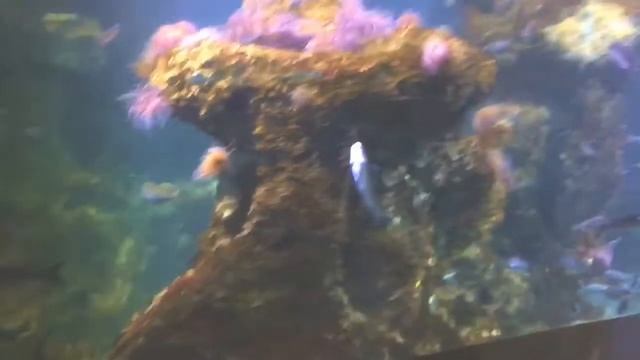 Vlog🏝Океанариум🐠Гуляем🐾Путешествие продолжается☀️Sasha Gordeeva💞