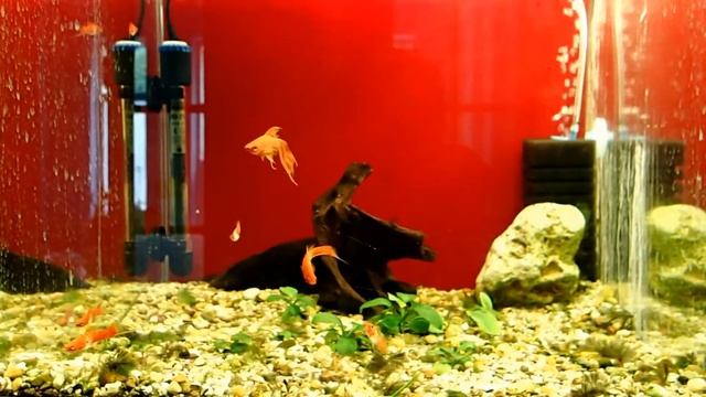 Aquarium Varna Bulgary - Аквариум Варна Болгария