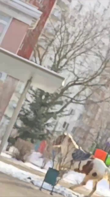 В Москве по улицам бегала одна лошадиная сила