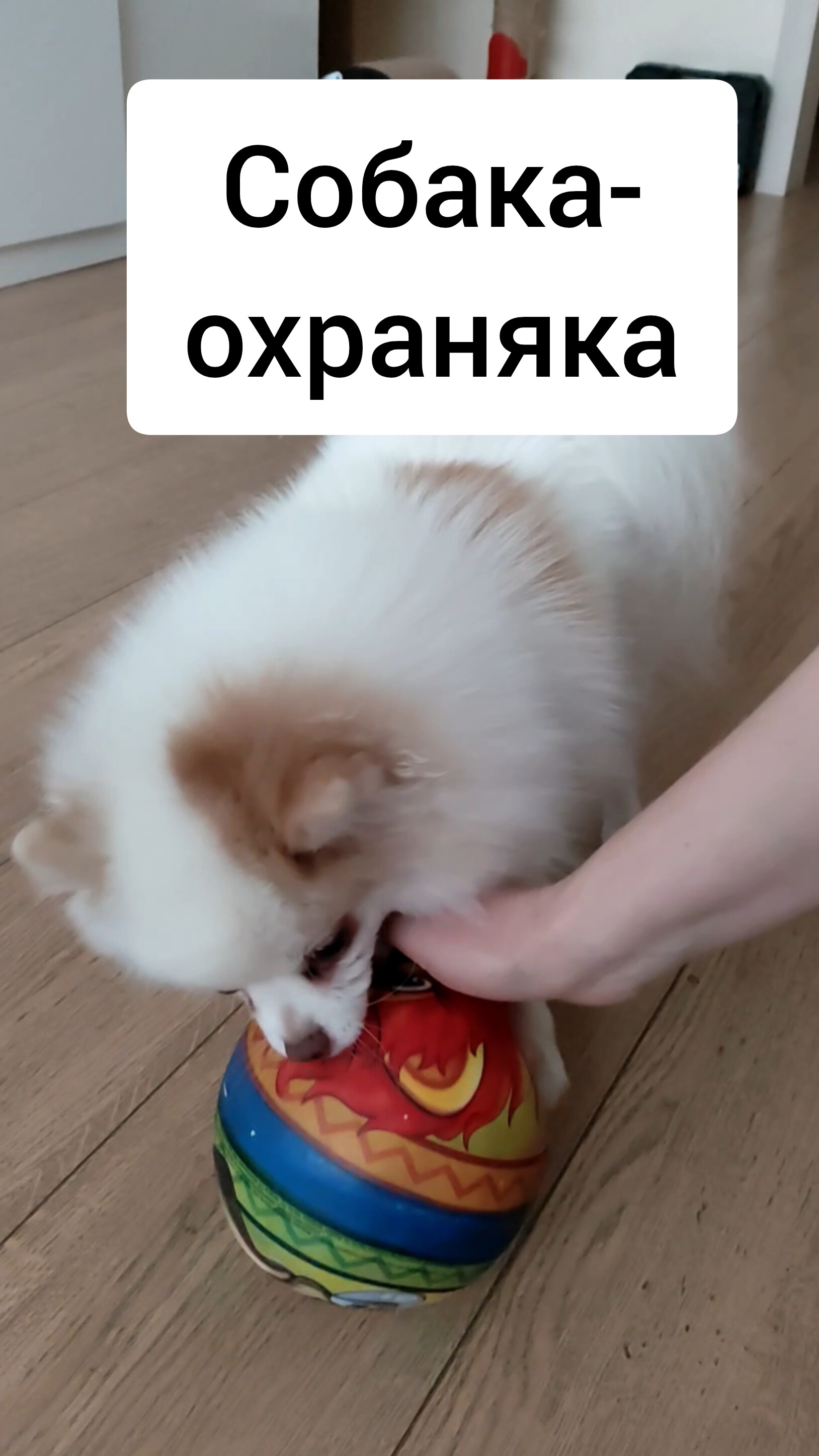 Ася Шпиц - собака-охраняка