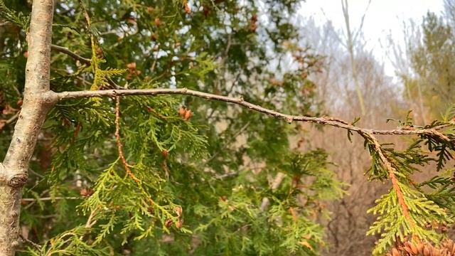 Eastern White Cedar